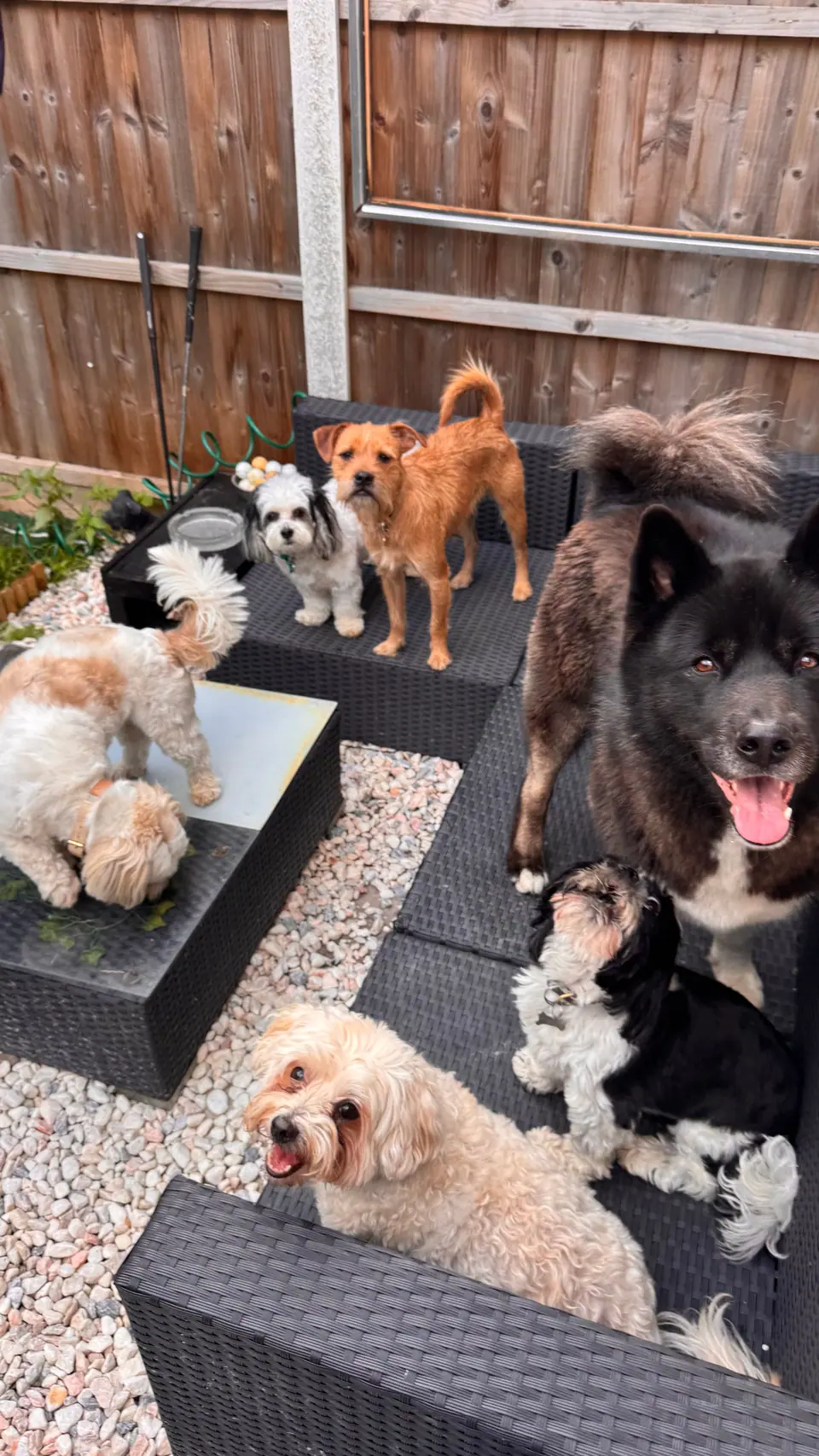 Guest dogs of every size relaxing together on the garden sofas
