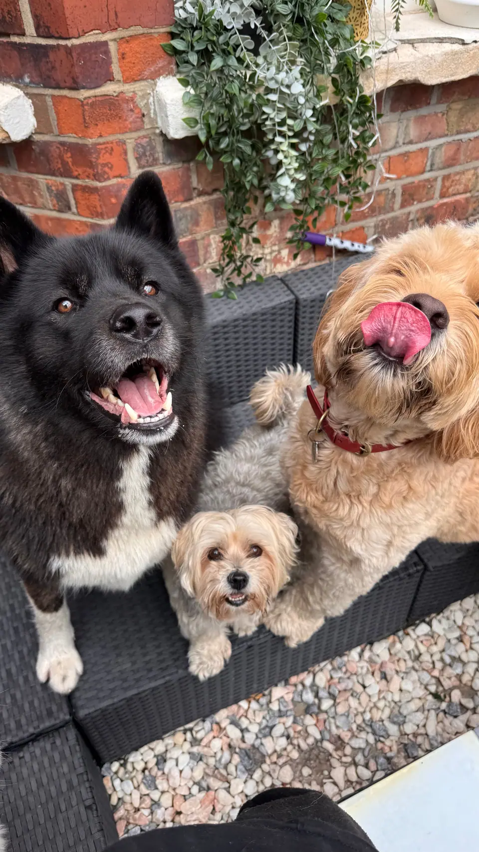Three dogs on the garden sofa, an Akita, a tiny Maltese and a cockapoo