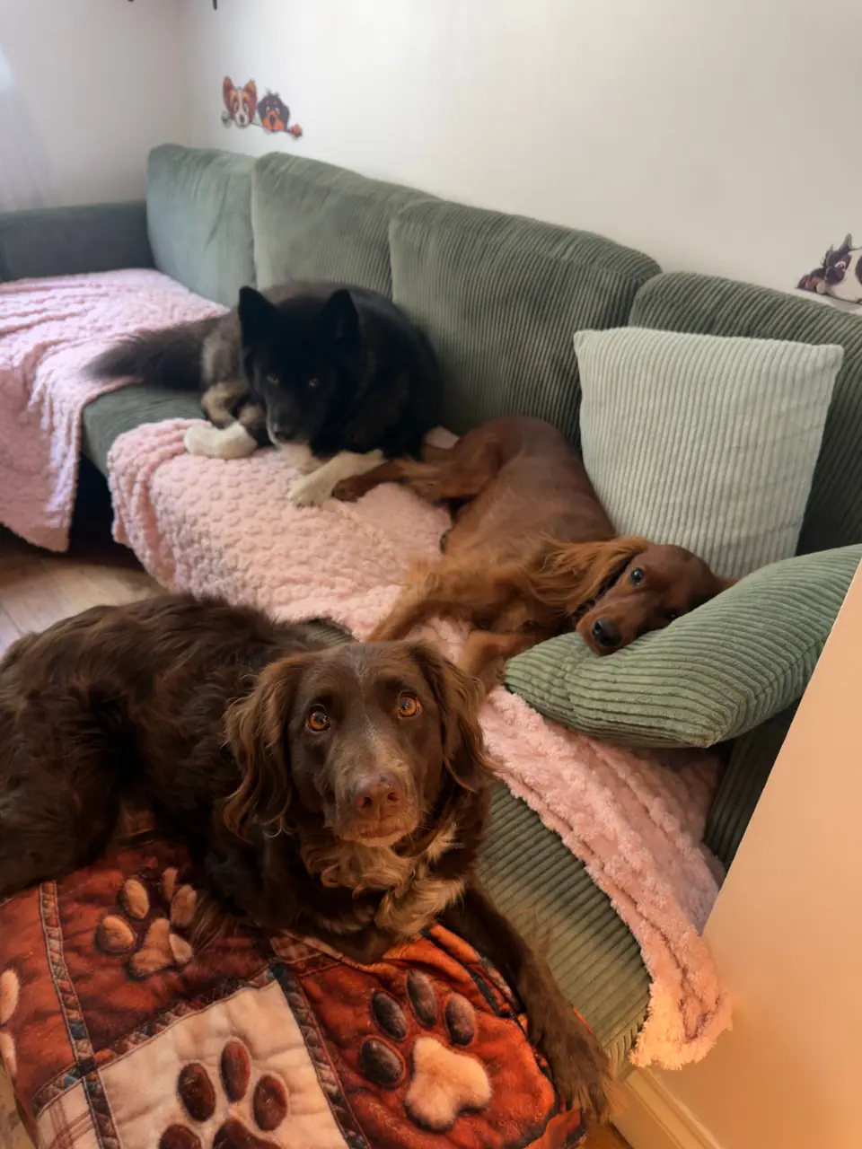 Three dogs asleep on the sofa under a pink blanket